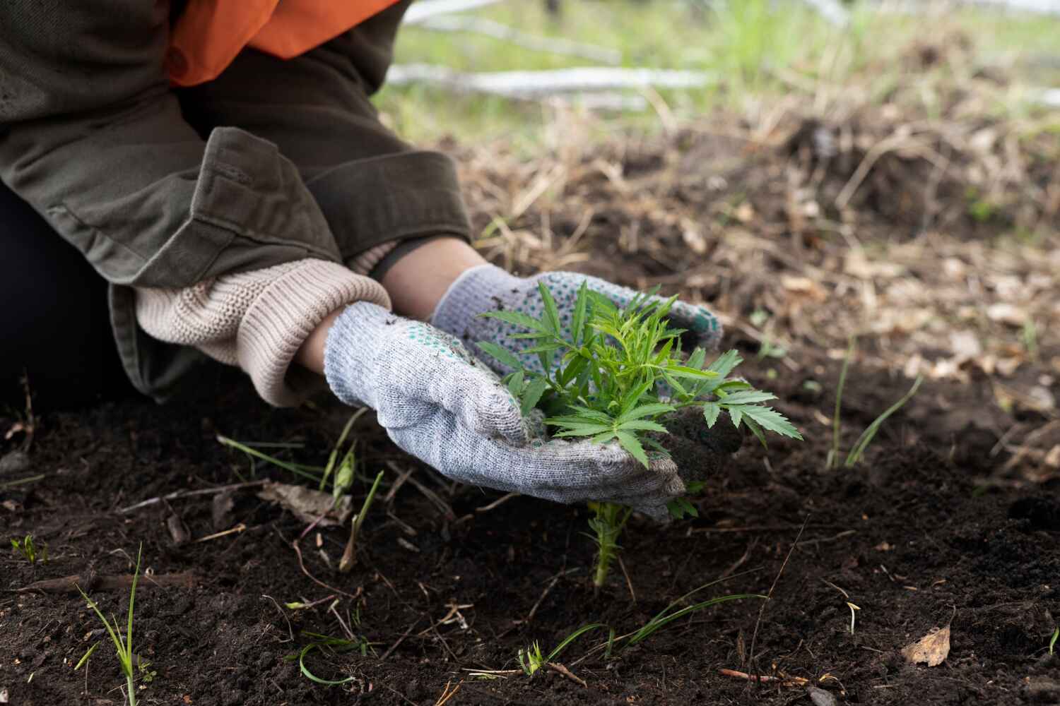 Trusted Aspermont, TX Tree Service Experts